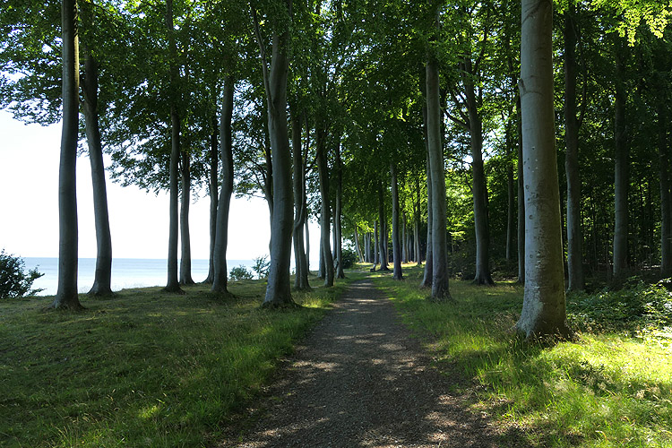 Rytzebæk Møn Beach forest